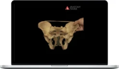 Michael Watson – The Male Pelvis